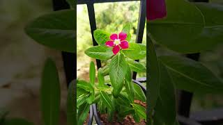 vinca flowerviralvideo foryou nature love flowers garden houseplants [upl. by Weiner483]