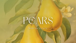 Weston Estate  Pears  TRADUÇÃO [upl. by Iteerp]