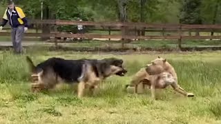 German Shepherd Attacks Pitbull OFF LEASH PARK [upl. by Ahsoj343]