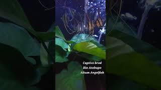 Rio Atabapo Pterophyllum Altum Angelfish [upl. by Gaut]