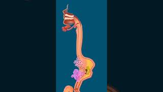 Human Digestive System 💨digestivesystem mydarksideshortfeed2023 [upl. by Dieterich]