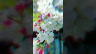 Chum lu othe tere dil ki yahi chahat h bollywood whatsappstatus viralvideo [upl. by Retluoc367]