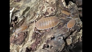 Porcellio magnificus and More [upl. by Aizek]