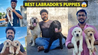 Best Labrador Dog Kennel in West Bengal  Best Labrador breeder in burdwan  Smart dog kennel [upl. by Yttisahc]