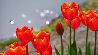 Blooming Beauty Exploring the Tulip Wonderland at Zijingang Campus [upl. by Sutherland929]