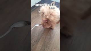 She doesnt want to let any of her food go to waste puppy dog doglover poochon [upl. by Ayhay]