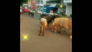 Majestic Herds Cows and Buffaloes in Harmony 🐄🐃 RuralLife HerdOfCattle NatureBeauty 💗 [upl. by Worthy]