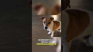 Estrategias Efectivas para Entrenamiento Canino [upl. by Marjie]