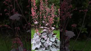 🌹¹⁸☆ Saxifragales •¹⁴ Saxifragaceae ▪︎ Heuchera villosa ‘Silver Gum Drop’ Observed in Description [upl. by Ave855]