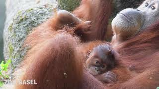 Nachwuchs bei den OrangUtans  Das vielfältige Familienleben der Primaten [upl. by Synned]