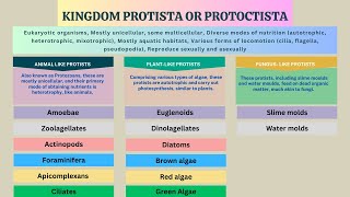 Kingdom Protista Protozoans Algae Slime molds Water molds  Biology Class 11 Chapter 7 [upl. by Fawne]