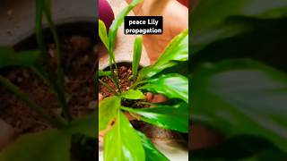 Peace lily propagation🥰gardening nature plants flowers shorts youtube oneplanet garden [upl. by Thynne]