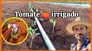 🍅Plantiu de tomate irrigado tomate tipo caqui saladet indeterminado [upl. by Ainegue371]