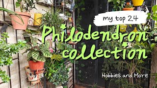 24 unique Philodendron collection Plant tour [upl. by Damick]