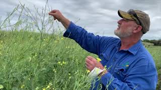 Oilseed Project Mackay Winter crop [upl. by Brigg]