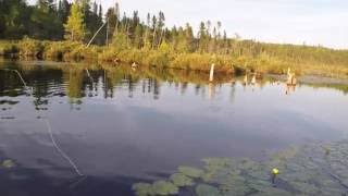 Pickerel Fishing 2016 [upl. by Roti]