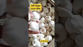 Desi lahsun 21202 bika daloda mandi bhav dalodamandibhav mandsaurmandi garlic live mandsaur [upl. by Keven159]