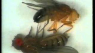 Uso de Drosophila en el laboratorio 6de6mpg [upl. by Sturdivant]