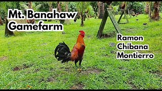 Big Farm in the Philippines Mt Banahaw Gamefarm [upl. by Dorahs]