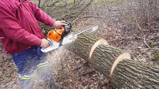 Falled small tree with STIHL 500i [upl. by Balbur134]