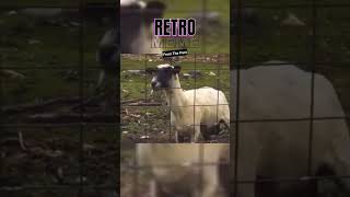 Screaming Goats Take Over the Internet A Viral Sensation [upl. by Esther214]