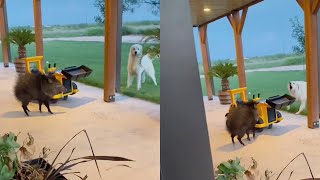 Man Finds Hungry Javelina on his Front Porch  WooGlobe [upl. by Marcos]