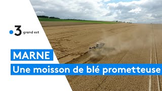 Une moisson prometteuse pour le blé dans la Marne [upl. by Ttegdirb99]