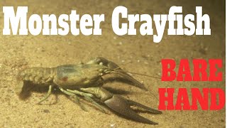 How To Catch Crayfish With Hands Catching Crawfish With Bare Hands Crayfishing Bare Handed  SFSC [upl. by Enomor]