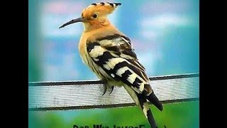 Wiedehopf Upupa epops Hoopoe Zaungast auf dem Reiterhofibibik abubilla  удод  ヤツガシラ 후 [upl. by Marrilee]