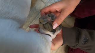 Bulldog Crusty Toe Pads Hyperkeratosis by Dr Kraemer Vet4Bulldog Bully Specialist [upl. by Nimsay]