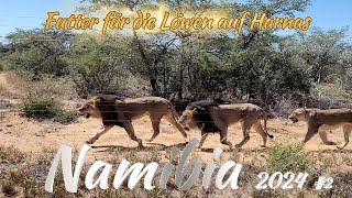 Nambozi 2024 2  Futter für die Löwen  Harnas Wildlife Foundation Namibia [upl. by Avron]