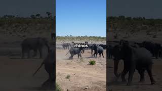 EPIC SAVANNAH BATTLE ELEPHANTS VS RHINOS animal facts battle elephants rhino savannah [upl. by Waly960]