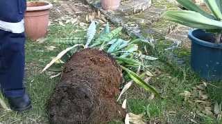 Snake Plant Care and Propagation Tips  Mother in Laws tongueSansevieria [upl. by Aniryt]