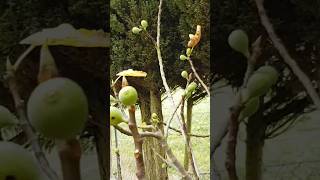 The rest of unripe figs on the tree Village Switzerland suisse travel nature garden village [upl. by Violet]