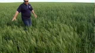 Brome grass management in cereal crops [upl. by Lizzie]