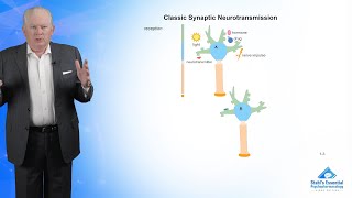 Classic Synaptic Neurotransmission [upl. by Minica]