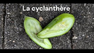 La Cyclanthère [upl. by Eceinal]