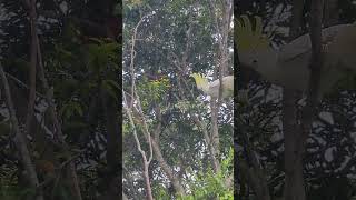 Contretemps between a ringtailed possum and sulphur crested cockatoo in our tree [upl. by Latsyrd392]