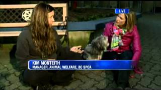 BT Vancouver Dawn Visits The Vancouver SPCA [upl. by Ridgley855]