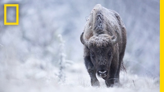 Join a Wildlife Photographer on the Hunt for the Perfect Shot  Short Film Showcase [upl. by Aslehc]