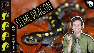 Spotted Salamander The Best Pet Amphibian [upl. by Ecinnej481]