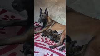 Credit k9malinoisprince Belgian Malinois Mum 😡 [upl. by Ettennal]