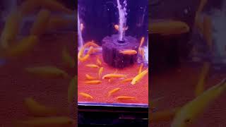 RAJAN AQUAFARM CICHLIDS KING MAKER TUTICORIN PH9486484789 WHATSAPP aquariumhobby [upl. by Ahtivak710]