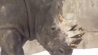 【シロサイ】ノシオ～♪  旭山動物園（2005）Southern white rhinoceros in the snow [upl. by Nireves]