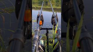 carpfish fishing carpy bigcarp commoncarp carps everythingcarpfishing bassfishing [upl. by Falconer]