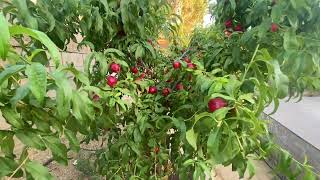 Nectarine Fruit Tree Ripening In Backyard Orchard  Desert Delight [upl. by Zinck528]