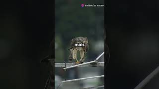 Gavião carijó O Caçador Urbano de São Paulo animals pets curiosidades curiosidade [upl. by Lewan]