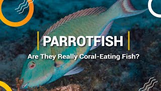 PARROTFISH Are They Really CORALEATING FISH [upl. by Schwartz]