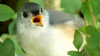 Tufted titmouse Baby bird call loud sounds [upl. by Eberto469]