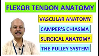 Flexor tendon anatomy Complete [upl. by Grados84]